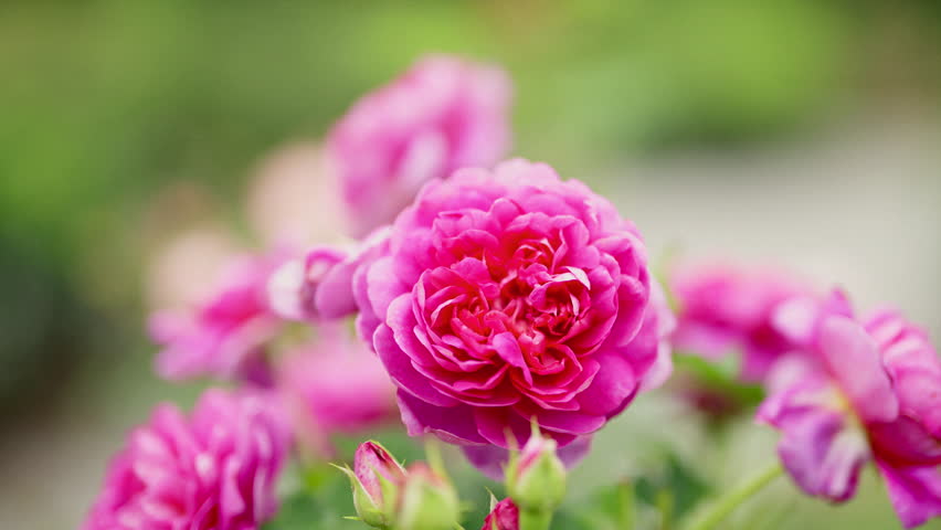 A zoom-out shot of elegant pink roses and delicate rosebuds set against the backdrop of a blurred outdoor nature setting