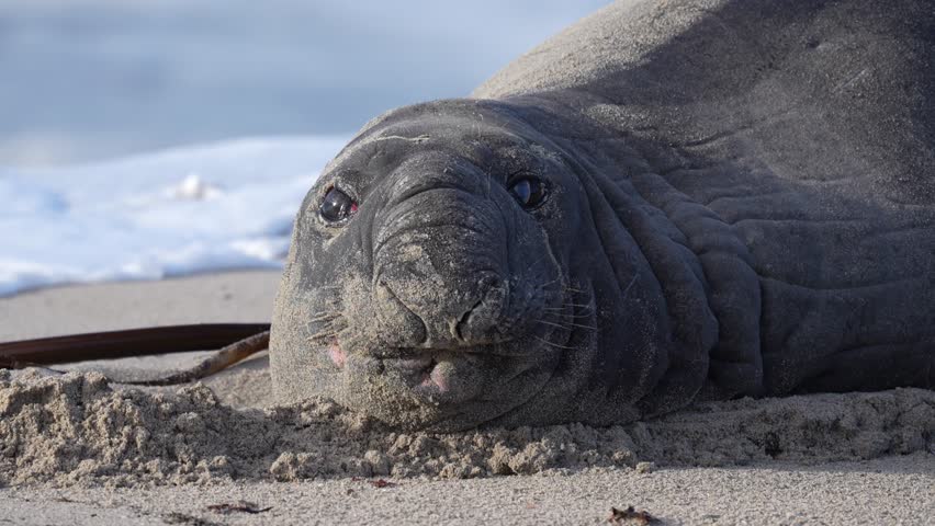 Rare sighting of a vagrant southern elephant seal (Mirounga leonina) on the Onrus beach near Hermanus, Whale Coast, Overberg, Western Cape, South Africa. Royalty-Free Stock Footage #3449108055