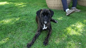 A beautiful Dog with curiosity in her eyes, video of Luna in green grass a 1-year old lady boxer who fills people's hearts with her companionship and energy.Perfect for your creative content creations