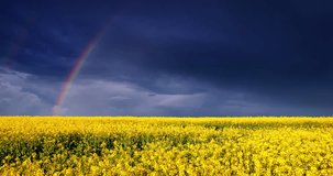 Yellow rapeseed field arter the rain in the countryside, stormy dark sky clouds and rainbow 