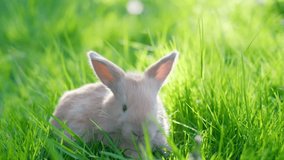 A beautiful red rabbit is sitting in the middle of young green grass.
