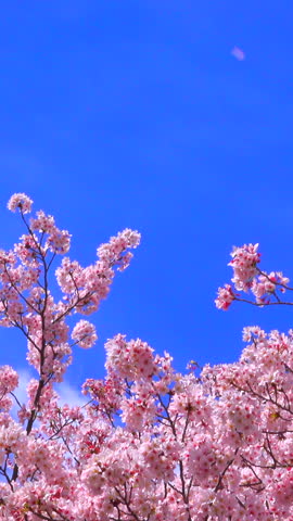 Cherry Blossom Trees in Full Bloom under Blue Sky	
 Royalty-Free Stock Footage #3449191755