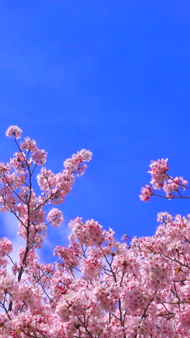 Cherry Blossom Trees in Full Bloom under Blue Sky	
 Royalty-Free Stock Footage #3449191755