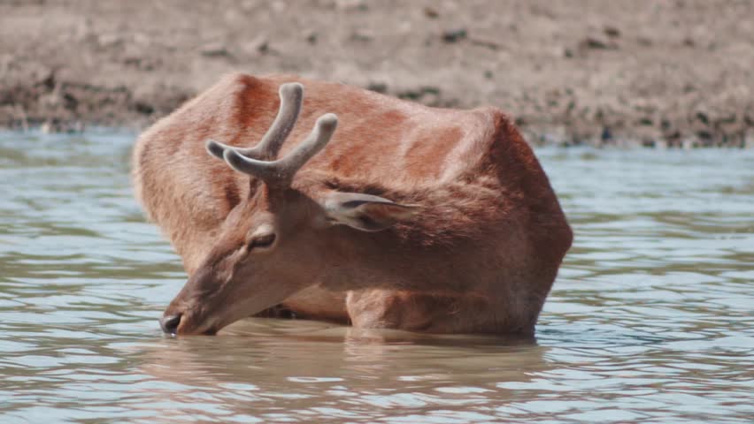 Male red deer drinking water, red deer drinking water, water stream -river with the red deer drinking water. Long horns of the red deer in the river drinking waters Royalty-Free Stock Footage #3449223477