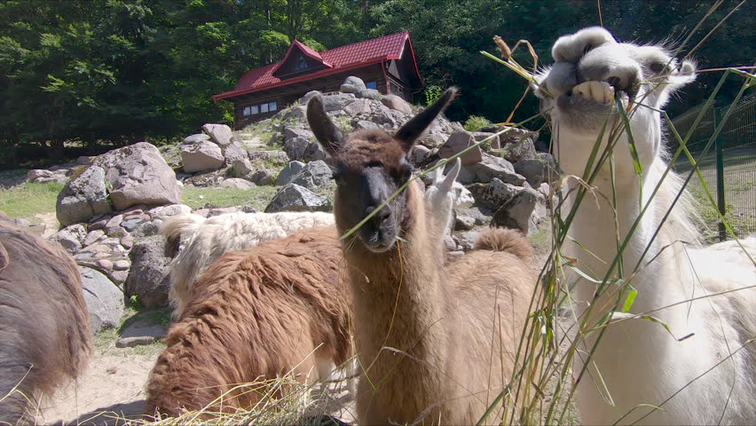 llamas eating grass at the feeder. Lama glama. Farm animals