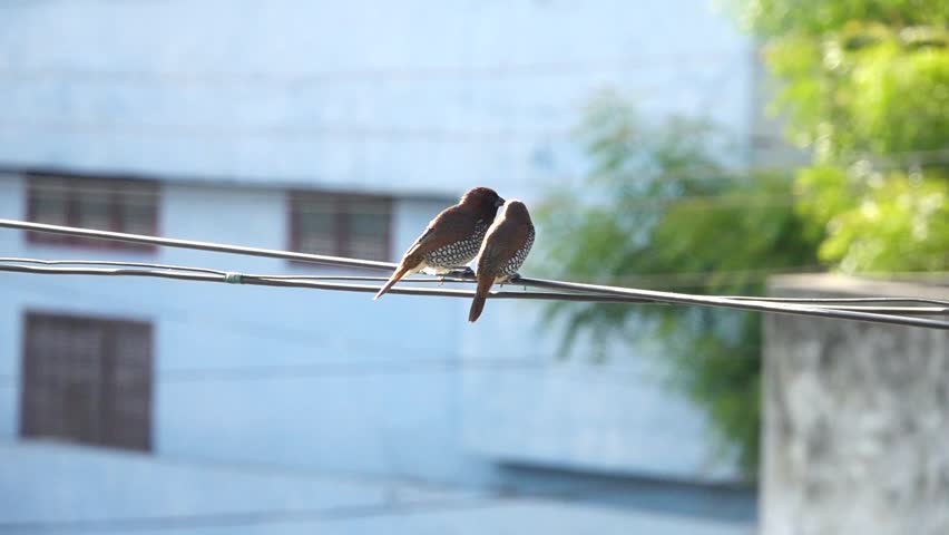 Two Birds Are Sitting on a Power Wire and Suddenly one bird fly away from there to another place and immediately another bird comes to that place and poking the birds each in the air to sit in slow