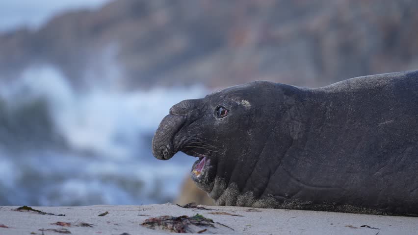 Rare sighting of a vagrant southern elephant seal (Mirounga leonina) on the Onrus beach near Hermanus, Whale Coast, Overberg, Western Cape, South Africa. Royalty-Free Stock Footage #3449268119
