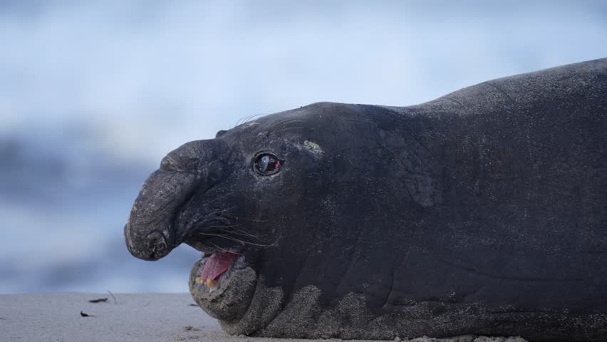 Rare sighting of a vagrant southern elephant seal (Mirounga leonina) on the Onrus beach near Hermanus, Whale Coast, Overberg, Western Cape, South Africa. Royalty-Free Stock Footage #3449317873