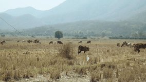 Farm animals in the rice field after harvest, Thailand countryside. video 4k footage