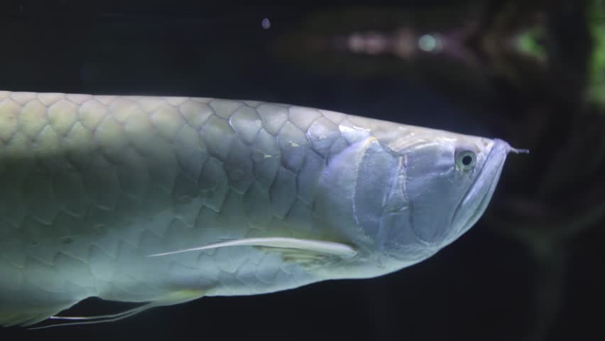 Silver arowana glides through aquarium water