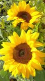 Vertical video – Closeup of two sunlit, homegrown sunflower plants, blowing in a light breeze, with their yellow petals above the background greenery.