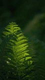 Green fern showcased in a summer city park - Vertical video