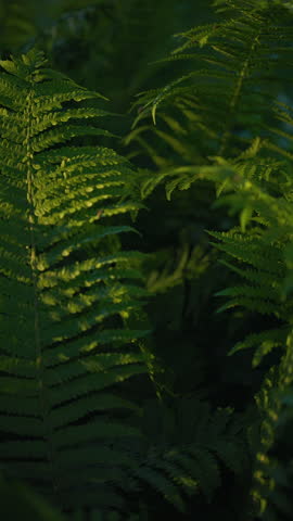 Gorgeous visuals of a green fern flourishing in a city park during summer - Vertical video Royalty-Free Stock Footage #3449381523