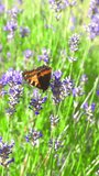 Vertical video – A tortoiseshell butterfly, spreading its wings while gathering nectar on lavender flowers.