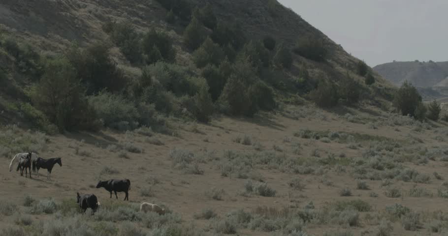 A distant, high angle shot of a herd of wild buffalo in Theodore Roosevelt National Park.