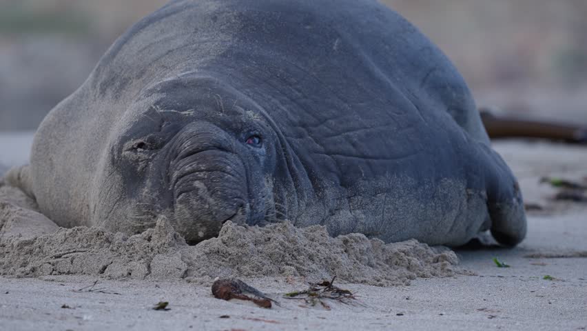 Rare sighting of a vagrant southern elephant seal (Mirounga leonina) on the Onrus beach near Hermanus, Whale Coast, Overberg, Western Cape, South Africa. Royalty-Free Stock Footage #3449429929