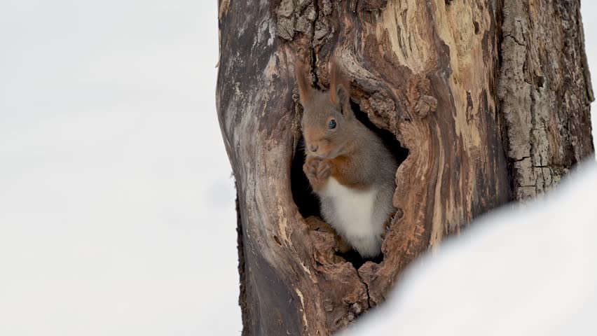 Cute Norwegian Red squirrel (Sciurus vulgaris) in tree