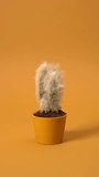 Vertical Video Of Combing A Hairy Cactus With A Red Comb, Abstract Video, Modern And Innovative Gardening Concept Video