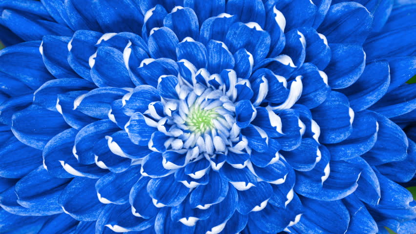 Blue Chrysanthemum Flower Moving Petals While Blooming in Time Lapse Close Up. Nature Background
