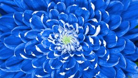 Blue Chrysanthemum Flower Moving Petals While Blooming in Time Lapse Close Up. Nature Background - Powered by Shutterstock - Get 15% off with code: PIKWIZARD15
