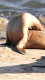 4k vertical: California Sea Lion at the coast of the Pacific Ocean