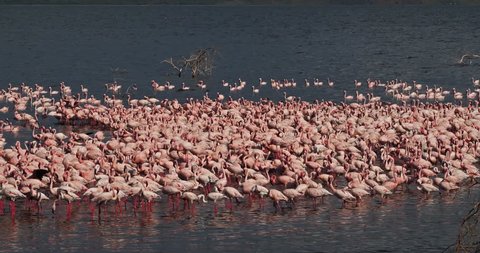 Lesser Flamingo, phoenicopterus minor, Colony at Bogoria Lake in Kenya, Real Time 4K
