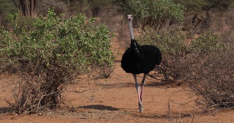 Somali Ostrich, Struthio camelus molybdophanes, Male walking through the Bush, Samburu Park in Kenya, Real Time 4K