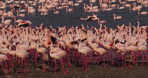 Lesser Flamingo, phoenicopterus minor, Colony at Bogoria Lake in Kenya, Real Time 4K