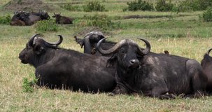 African Buffalo, syncerus caffer, Group resting, Masai Mara Park in Kenya, Real Time 4K