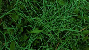 Fresh green grass with dew drops clips, dew drops on green grass footage, raindrops on green grass video. Closeup Turn. High quality FullHD footage