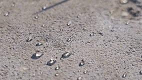 Water Drops Macro Detailed Video Clip