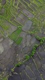 Aerial view of rice fields vertical video	