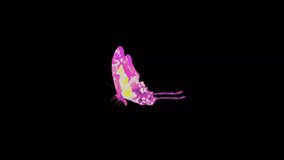 Graceful pink butterfly takes flight in stunning black screen 4K video. Perfect for adding beauty and charm to any project or presentation