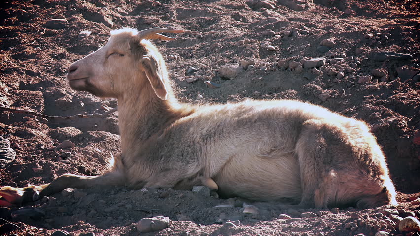 A Goat Relaxed While Basking in the Warm Sunshine on A Hill. Close Up. 4K Resolution.