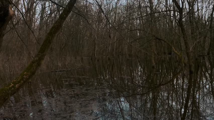 Dark mystical spring forest with wet trees covered in moss standing in the water of the lake. Mysterious place in nature with ice and snow and yellow leaves