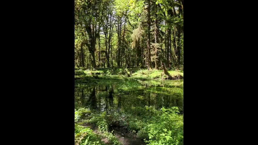 Birds singing in a forest glade Olympic National Park