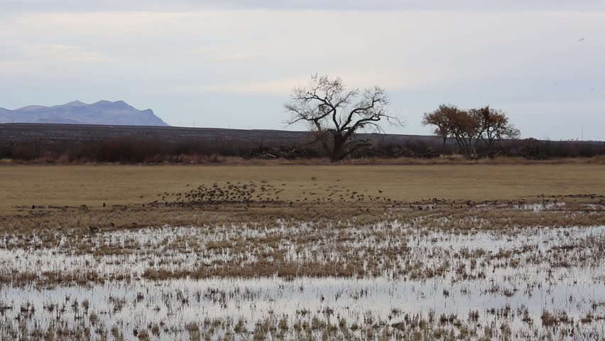 The flock of Red-winged blackbird flying away - Bosque del Apache National Wildlife refuge, New Mexico