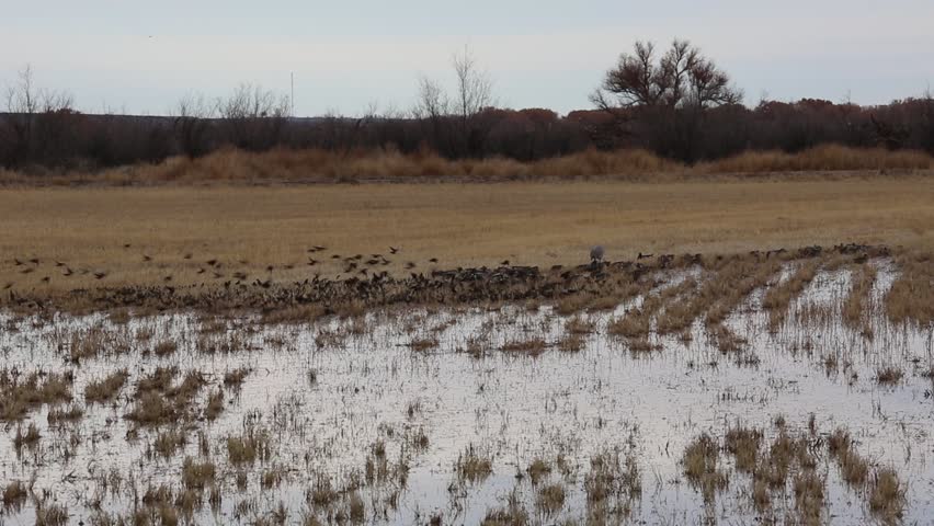 Black flock - Red-winged blackbird - Bosque del Apache National Wildlife refuge, New Mexico