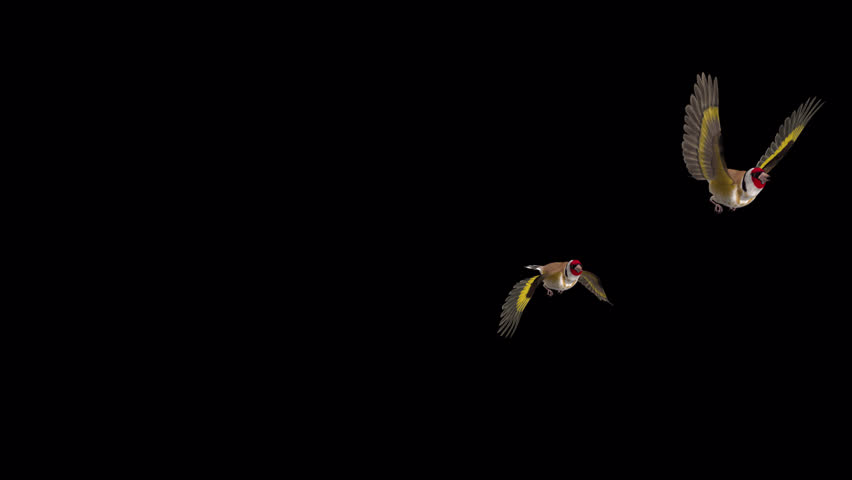 3 Eurasian Goldfinches - Easter Birds - Flying Over Screen I - Realistic 3D animation isolated on transparent background 