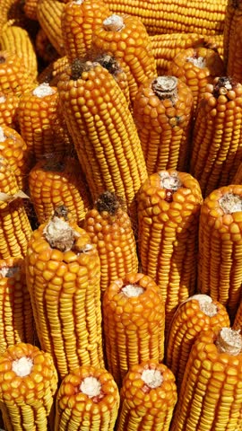 Autumn yields plenty of golden corn Royalty-Free Stock Footage #3449883313