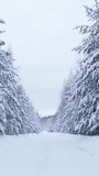 A road passing through a snow-covered forest. A road in the winter forest. The beauty and silence of nature. Vertical video for shorts.