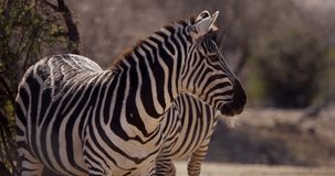Clip of wildlife in the savanna. Close up of a couple of zebras on the savanna. Ideal for your nature film projects or fauna topics in your footage. 4K 4096 x 2160 | 24 fps 