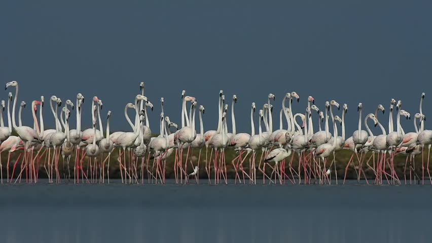Beautful movement of greater flamingos