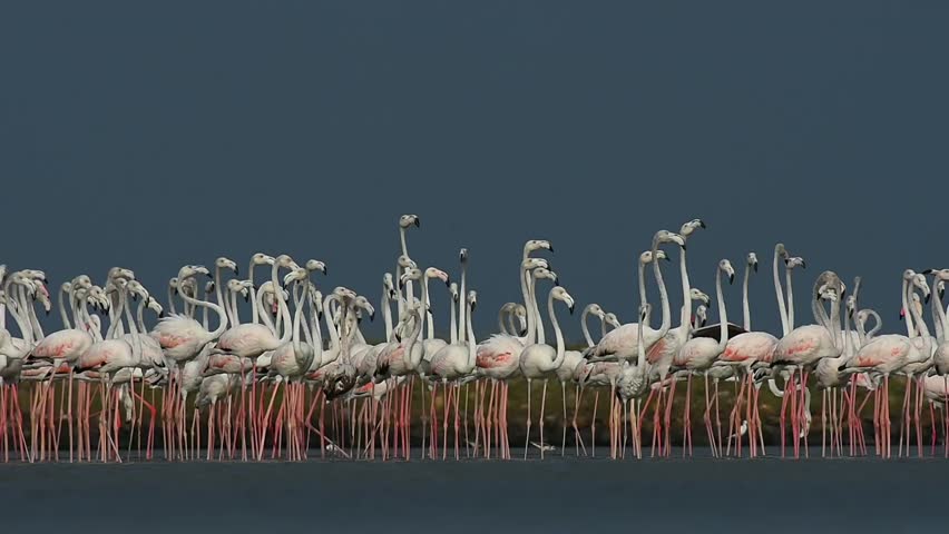Beautful movement of greater flamingos
