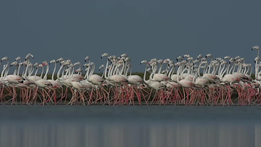 Beautful movement of greater flamingos