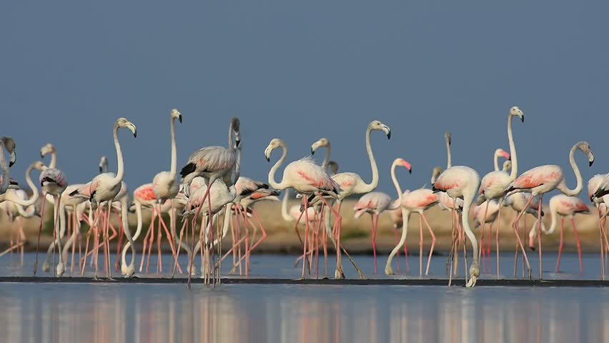 Beautful movement of greater flamingos