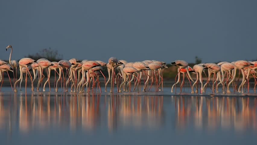 Beautful movement of greater flamingos