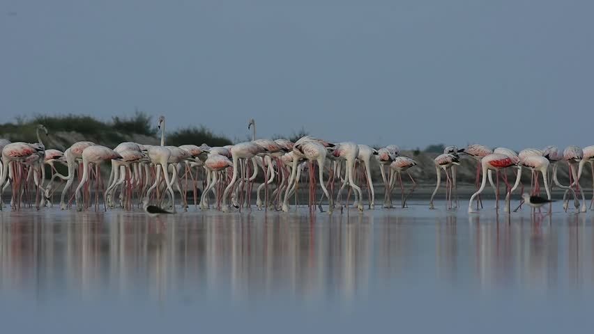 Beautful movement of greater flamingos