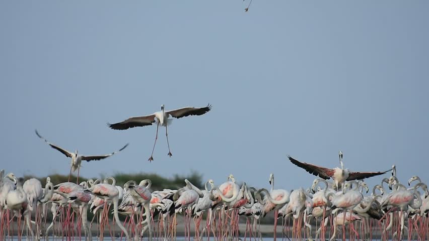 Beautful movement of greater flamingos