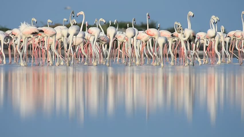 Beautful movement of greater flamingos